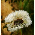 Pusteblume