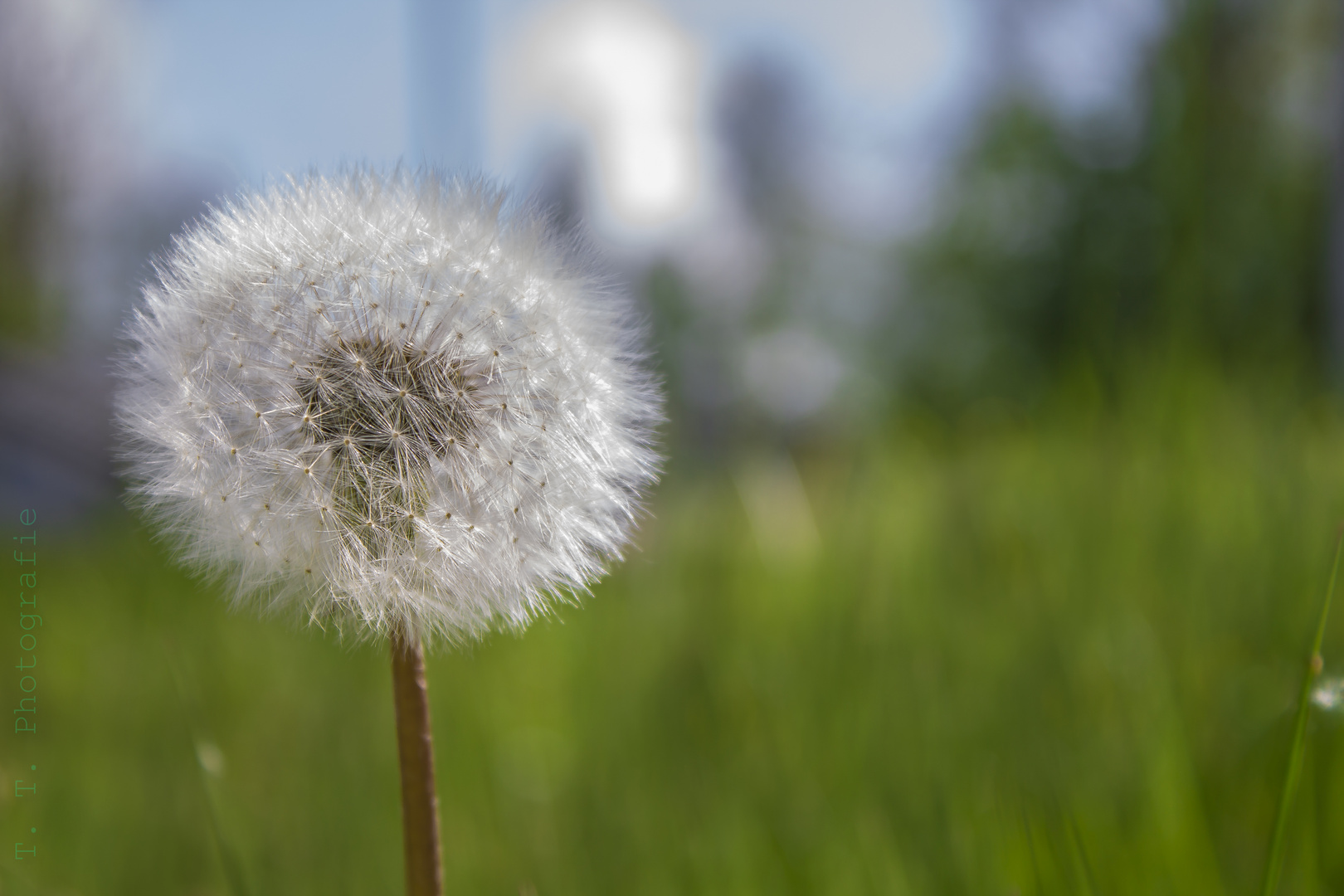 Pusteblume