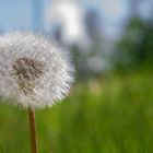 Pusteblume