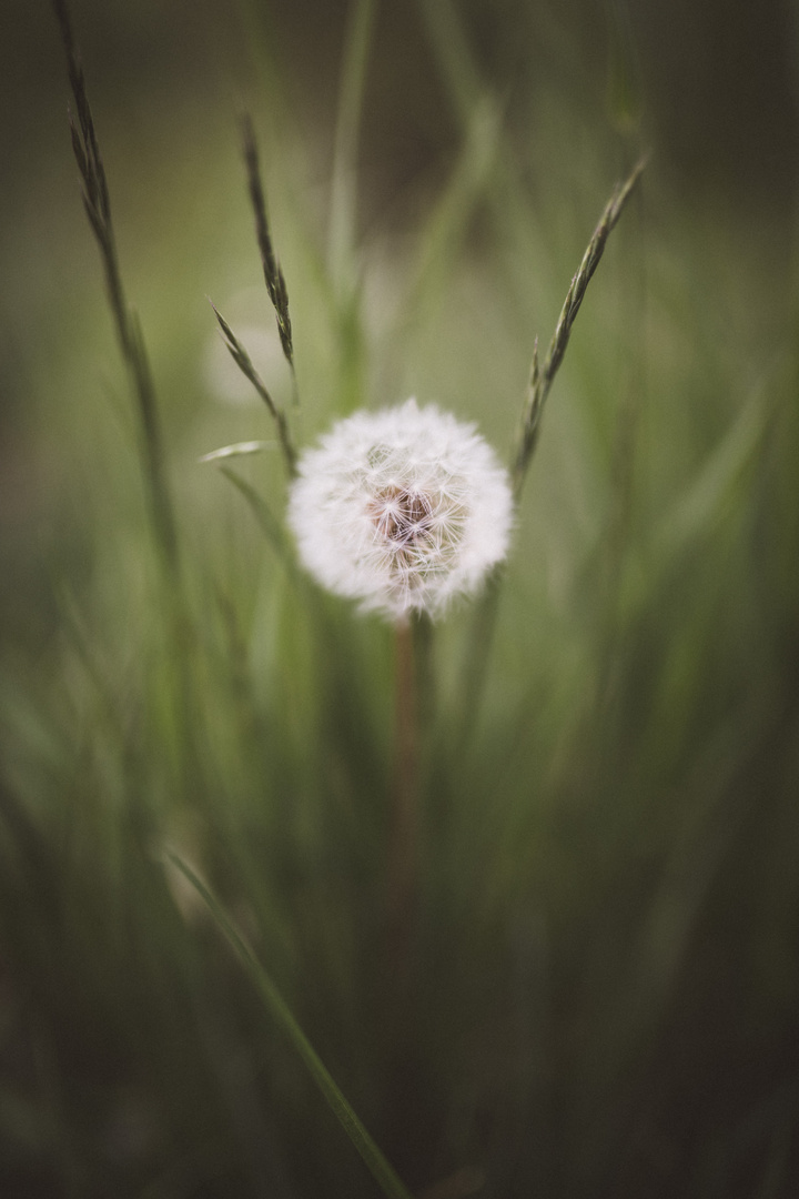 Pusteblume