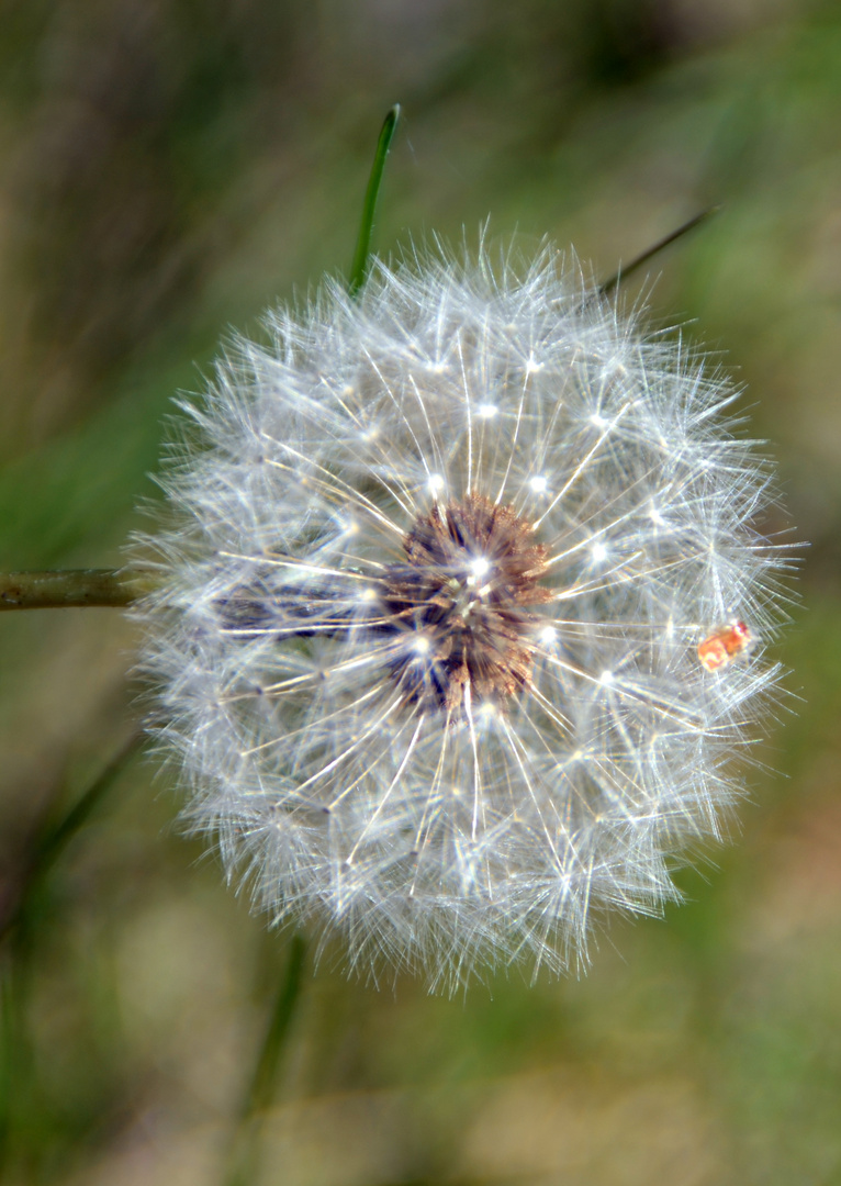 Pusteblume