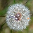 Pusteblume