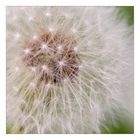 Pusteblume