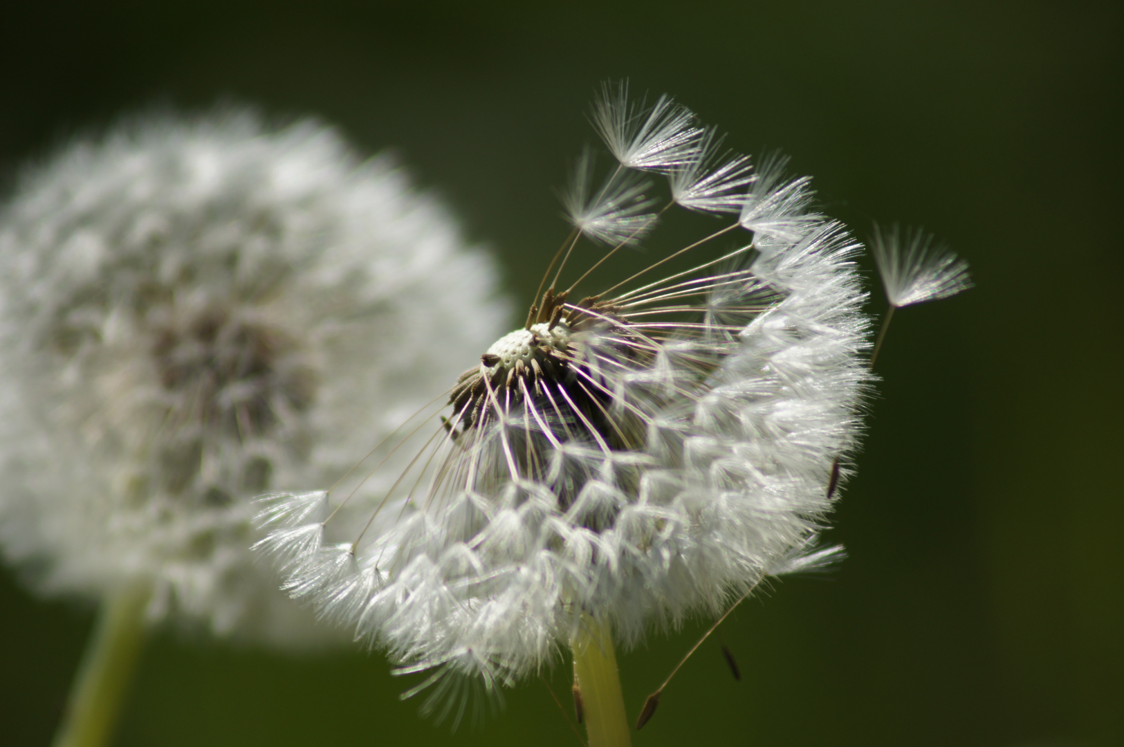 Pusteblume