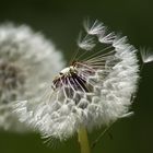 Pusteblume