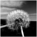 Pusteblume