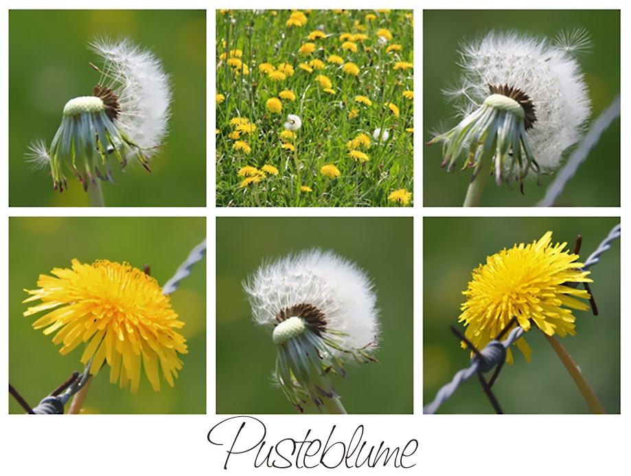 Pusteblume