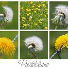 Pusteblume