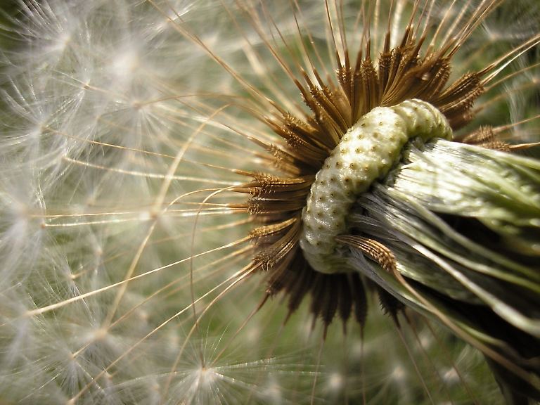 Pusteblume