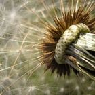 Pusteblume