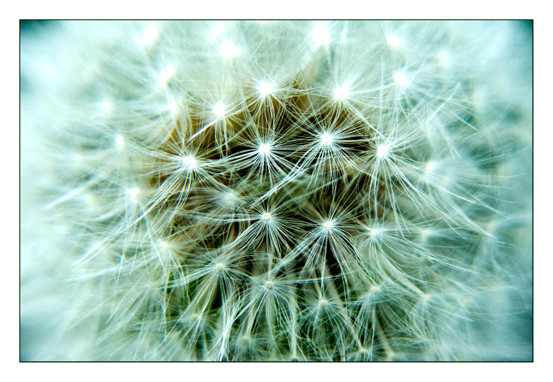 Pusteblume