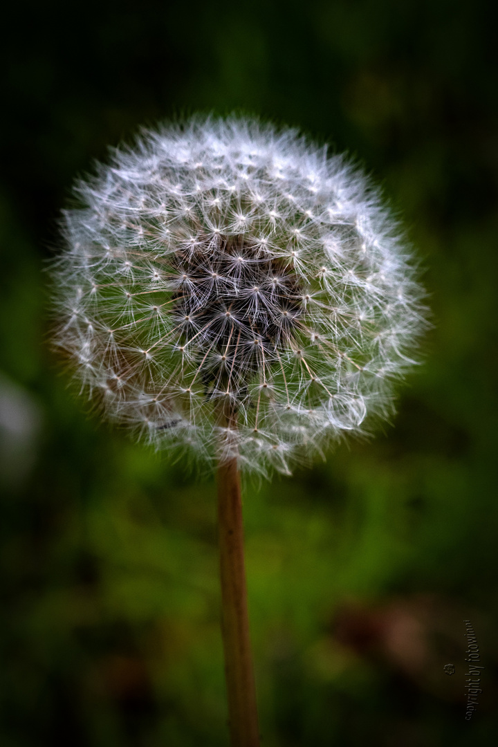 Pusteblume