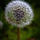 Pusteblume