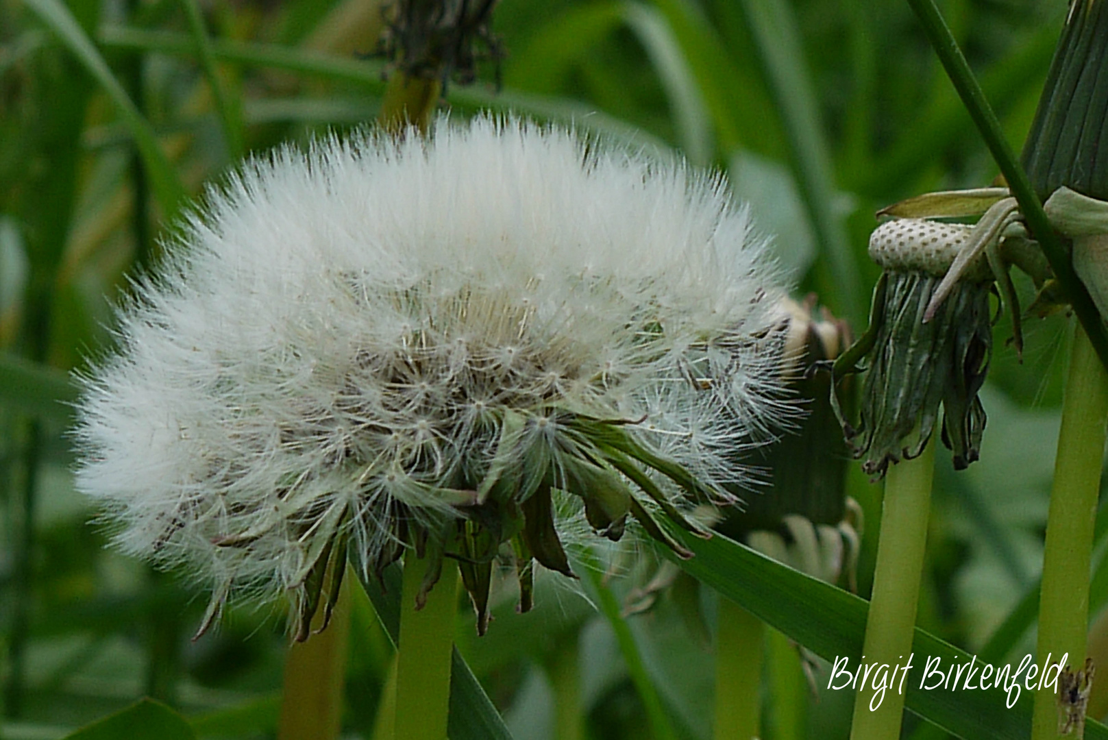 Pusteblume