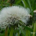 Pusteblume