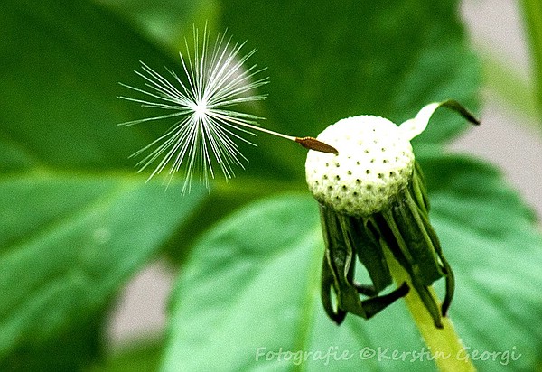 Pusteblume