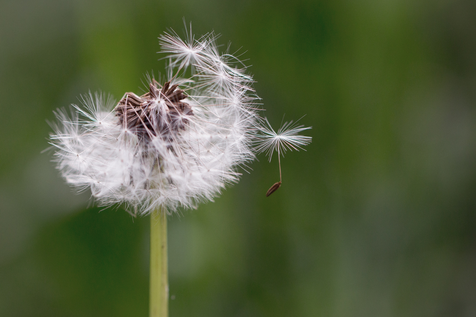 Pusteblume