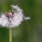 Pusteblume