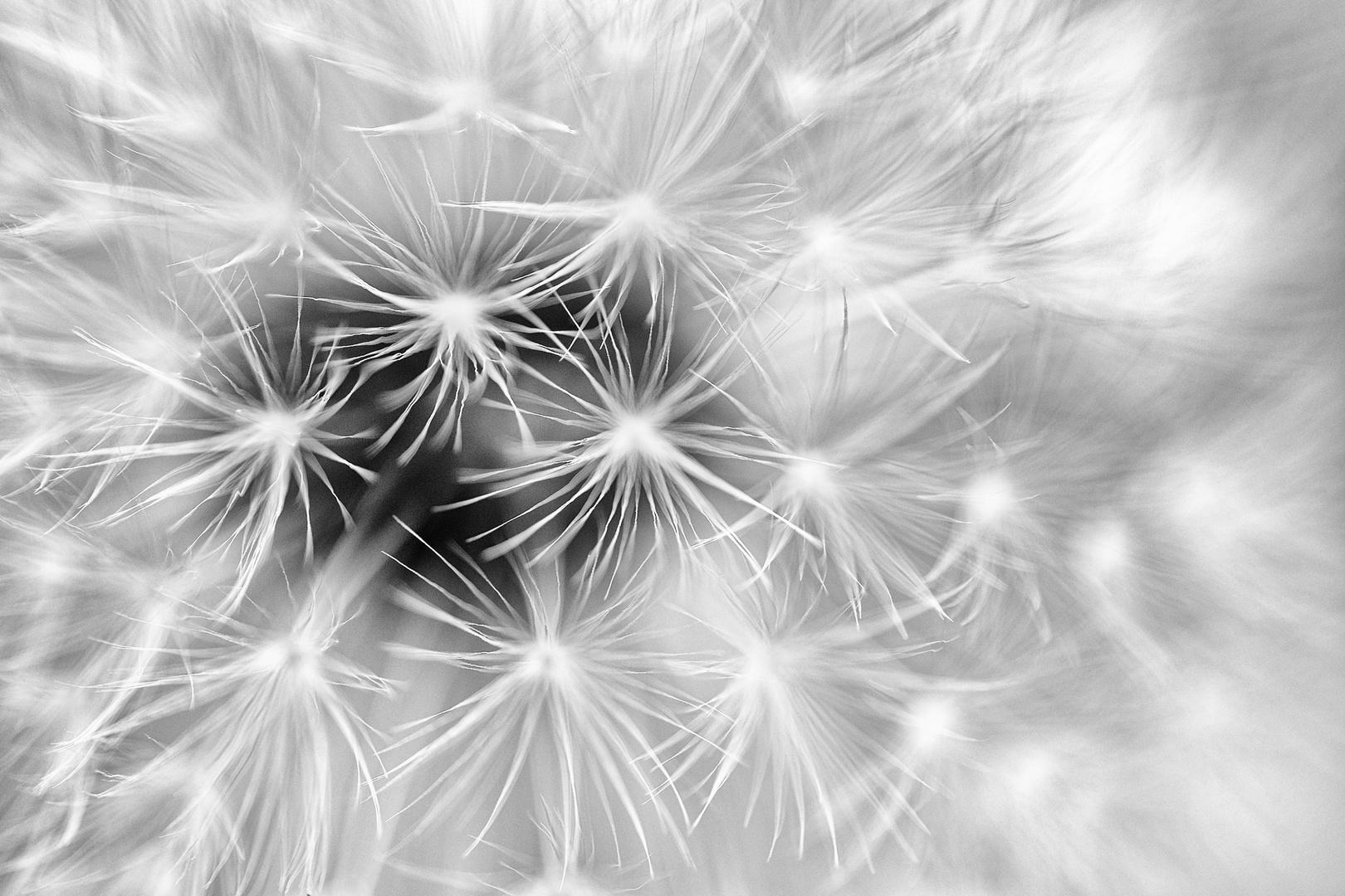 Pusteblume