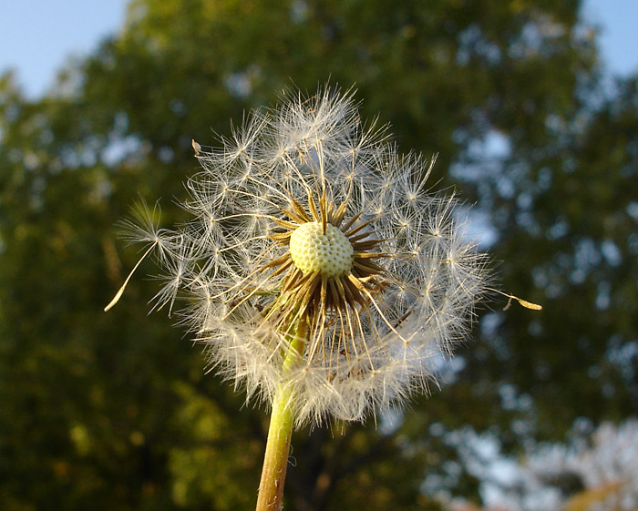 Pusteblume