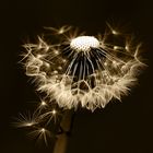 Pusteblume