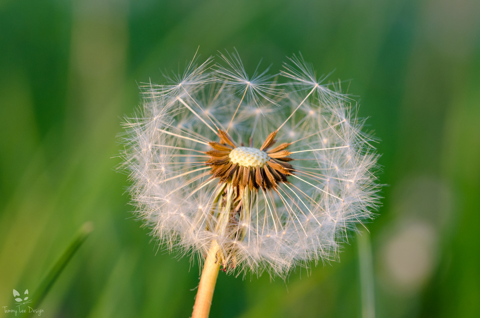 Pusteblume