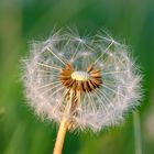 Pusteblume