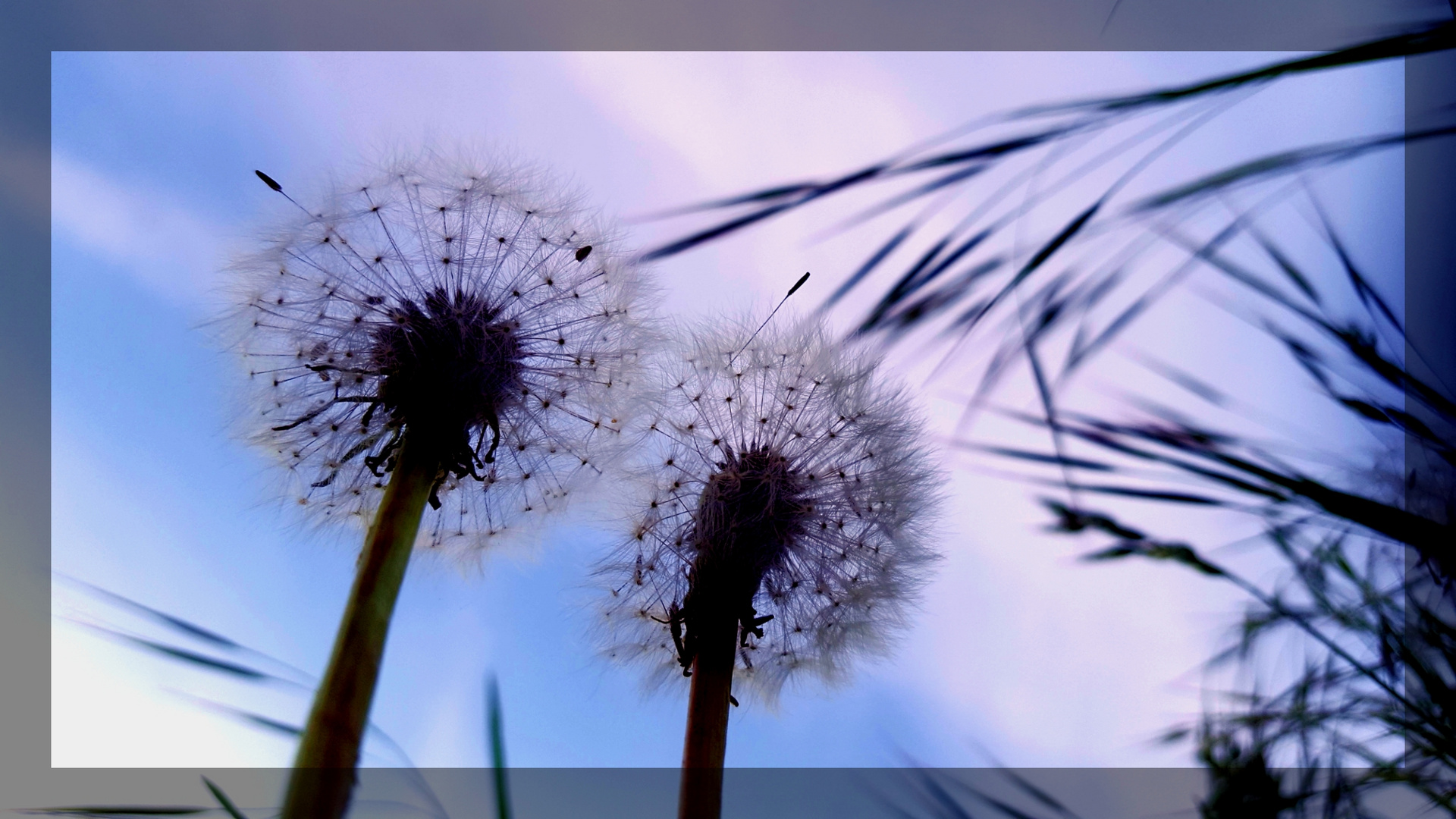 Pusteblume