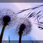 Pusteblume