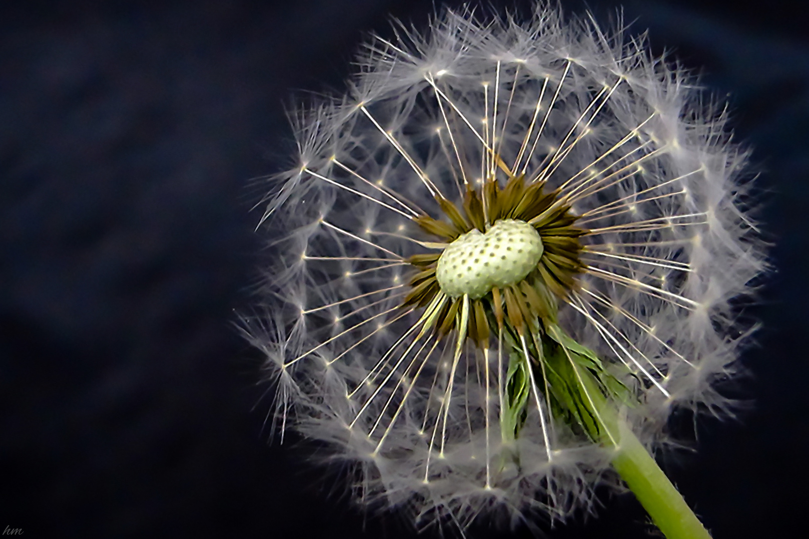 Pusteblume