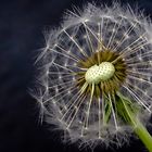 Pusteblume