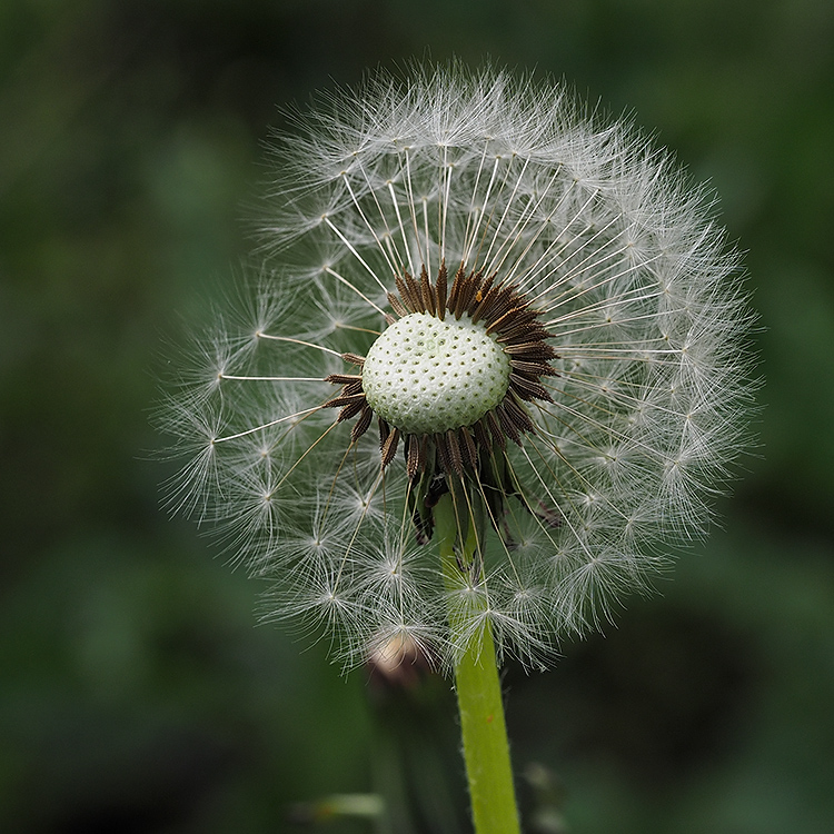 Pusteblume...