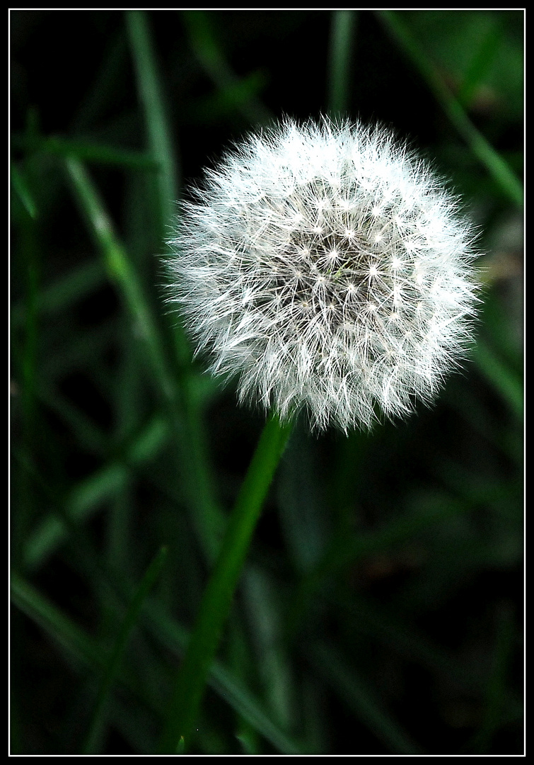 Pusteblume