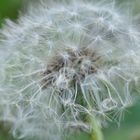 Pusteblume