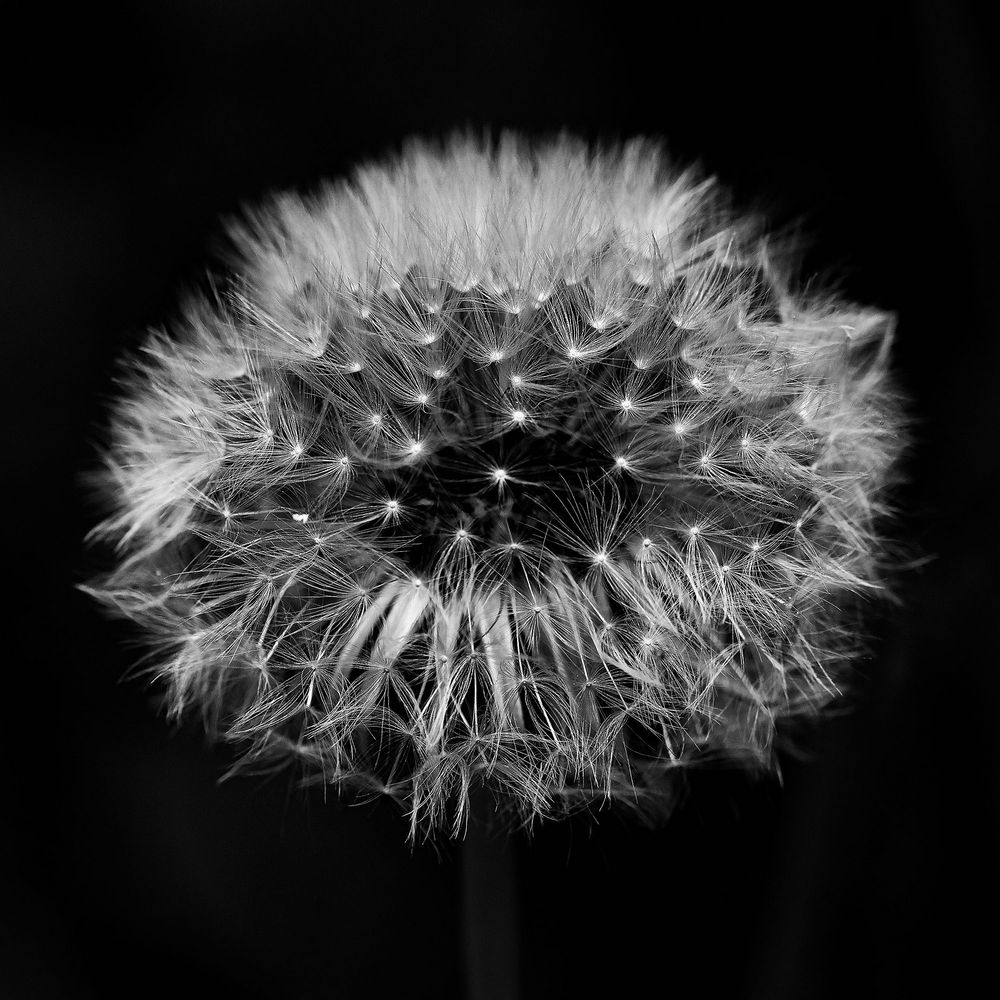 Pusteblume