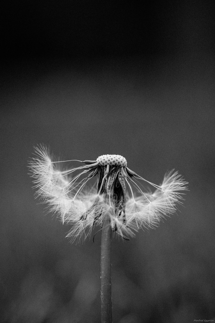 Pusteblume