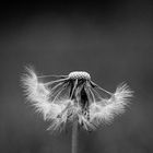 Pusteblume