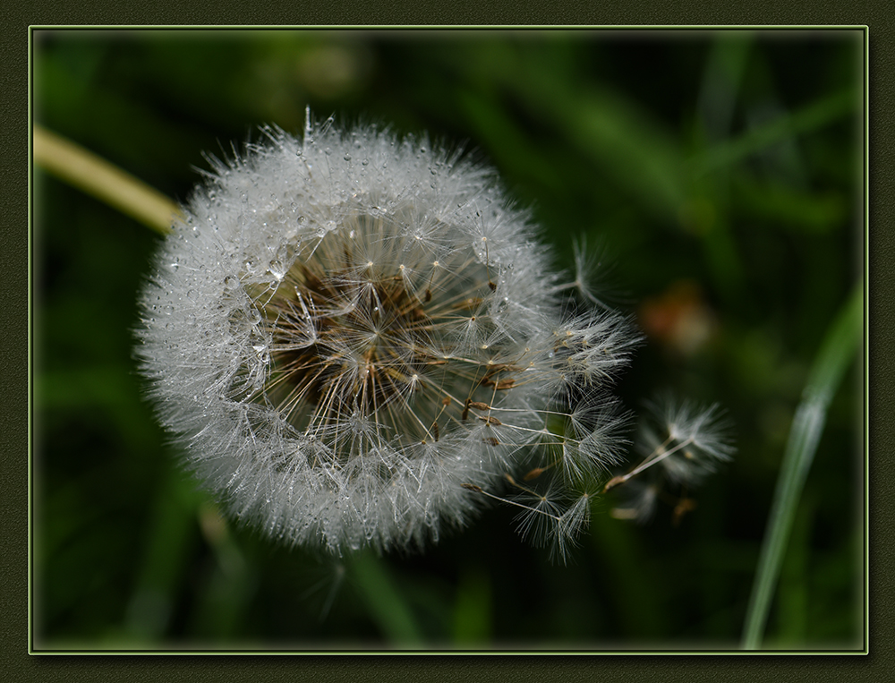 Pusteblume