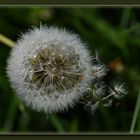 Pusteblume