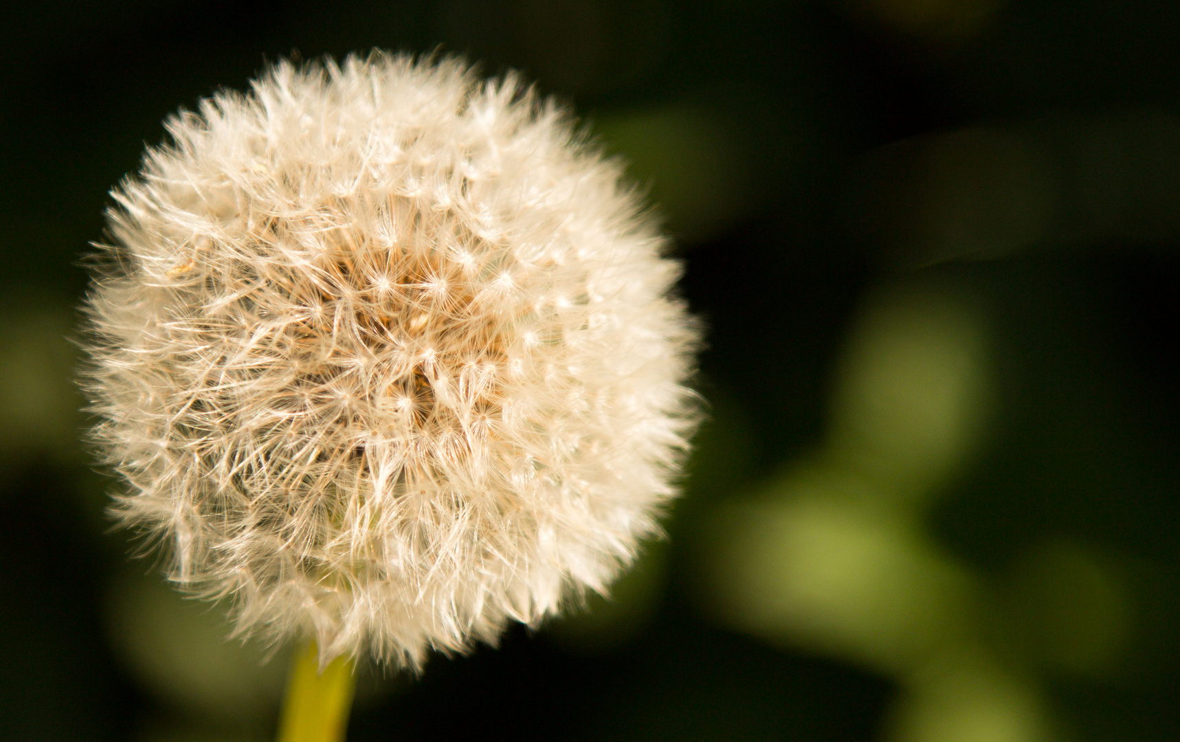 Pusteblume