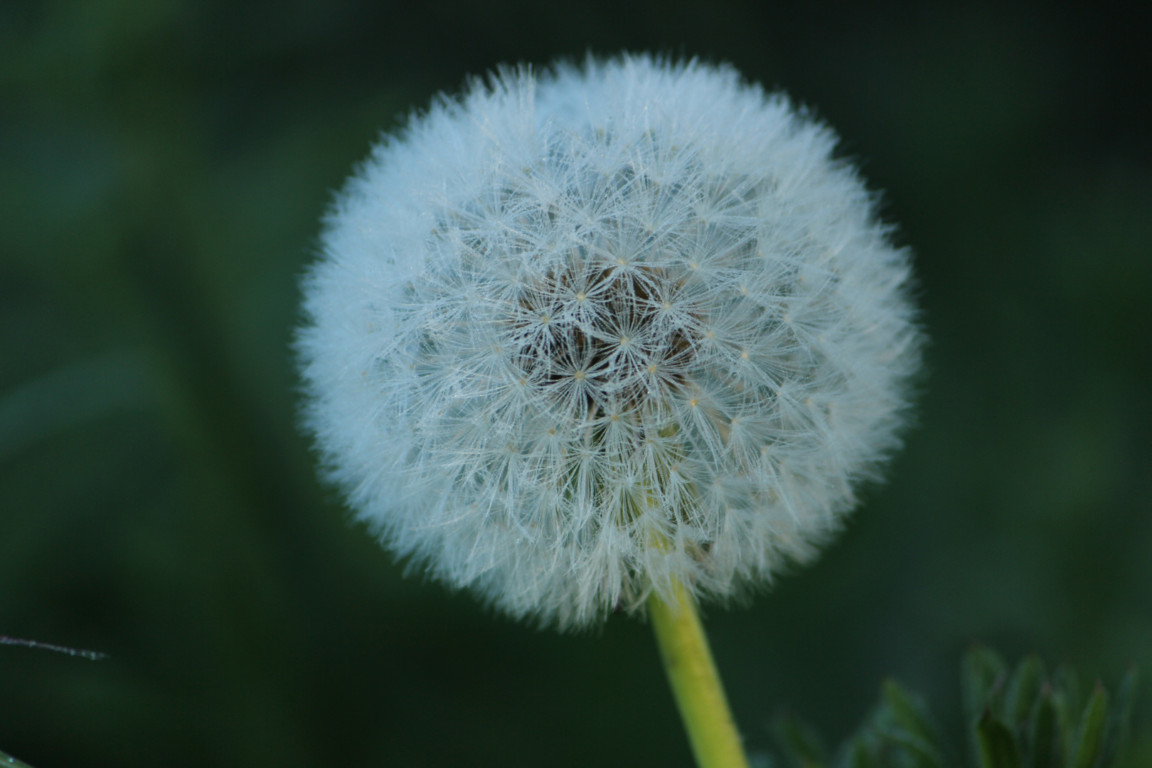 Pusteblume