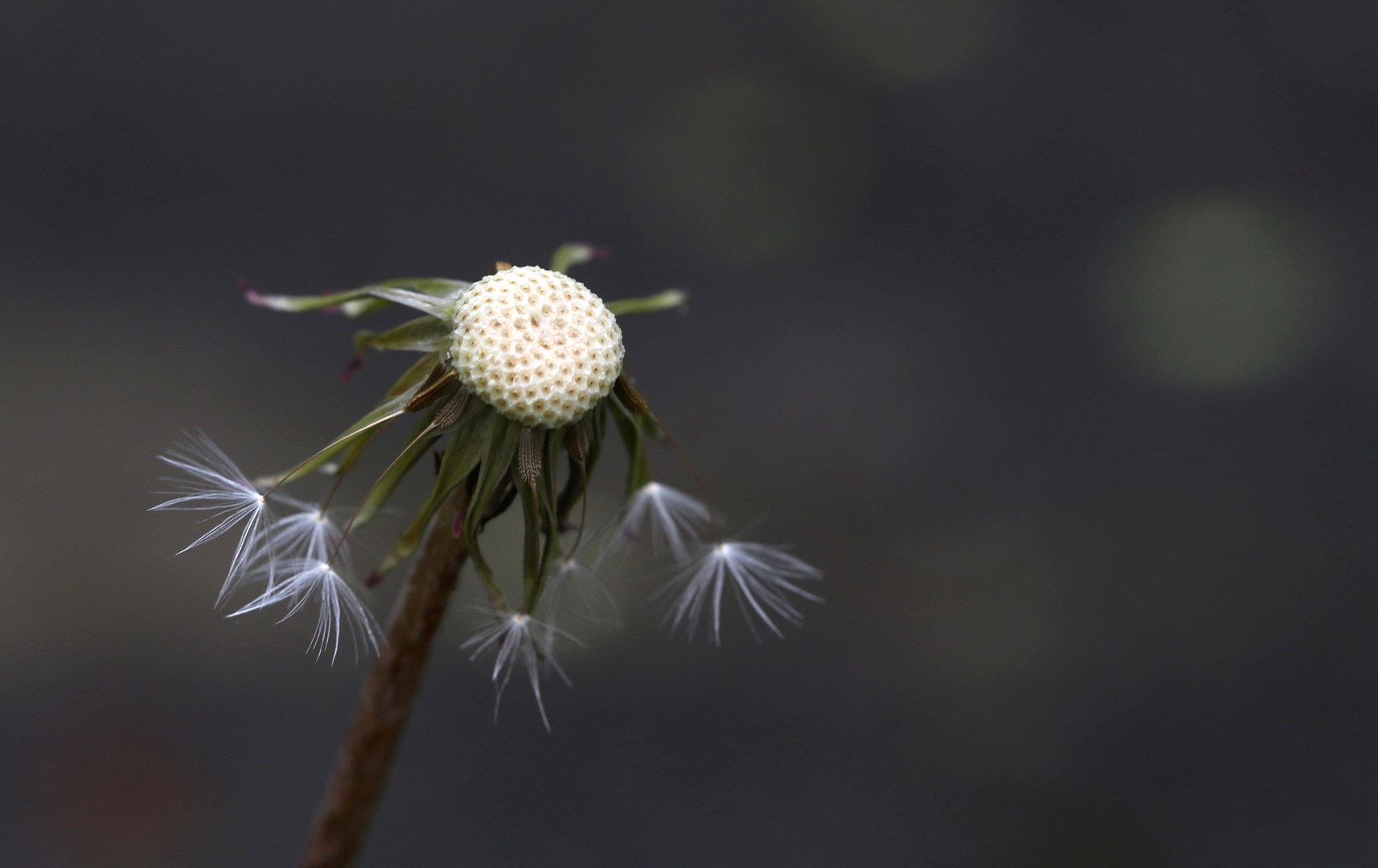 Pusteblume