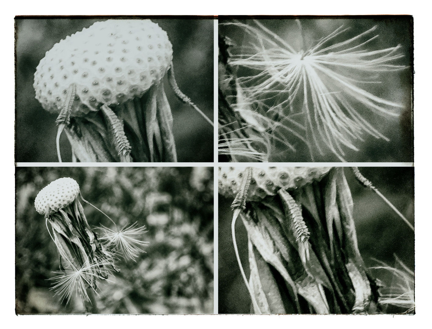 Pusteblume