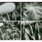 Pusteblume