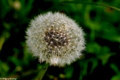 Pusteblume