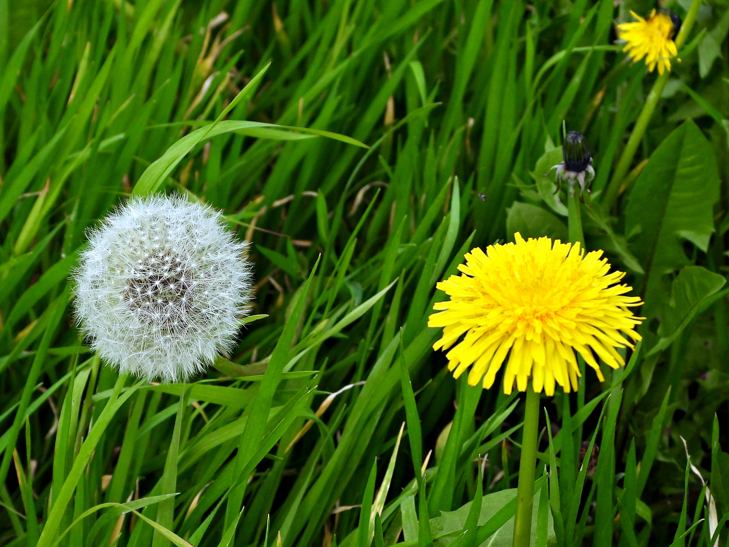 Pusteblume