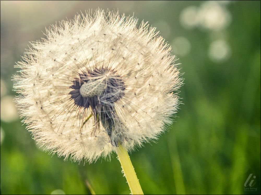 Pusteblume