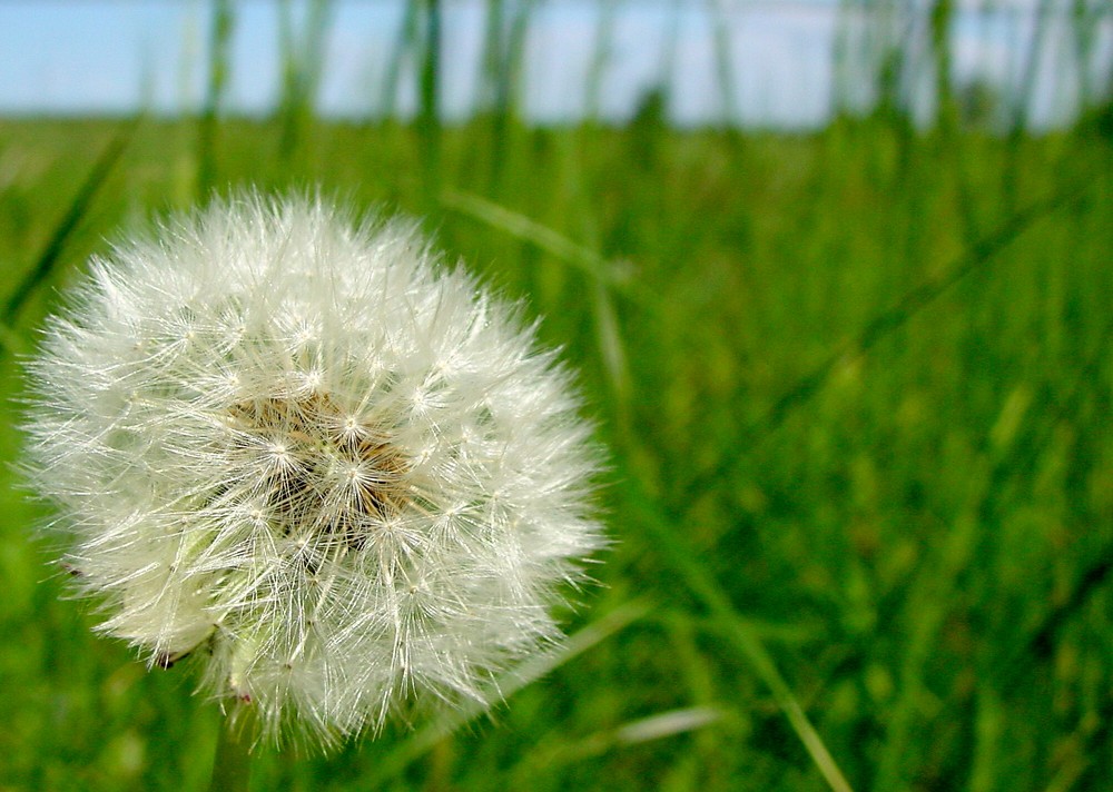 [Pusteblume]