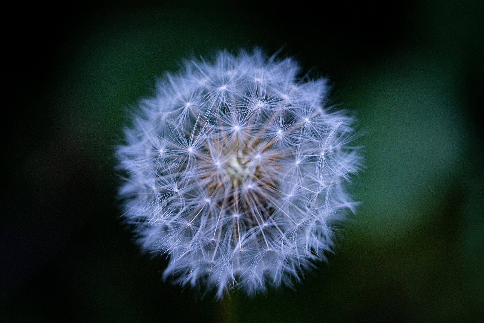 Pusteblume