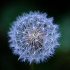 Pusteblume